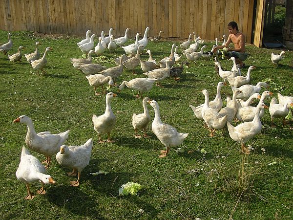 «Школа фермеров» превращает сирот в предпринимателей